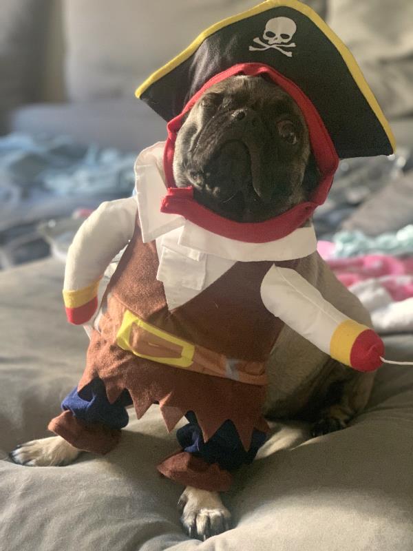 /images/uploads/pug nation rescue of los angeles/pugnation2024/entries/31027thumb.jpg